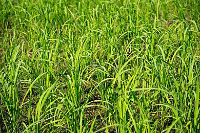 《失落迷城：群星的诅咒》周年庆新增繁星试炼玩法